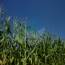 Agro
