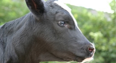 Agro